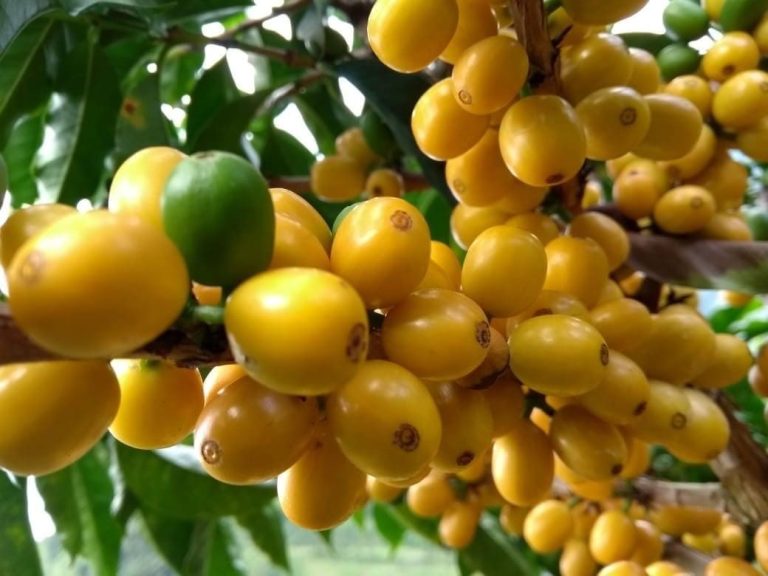 Coffee Beans in the sunshine