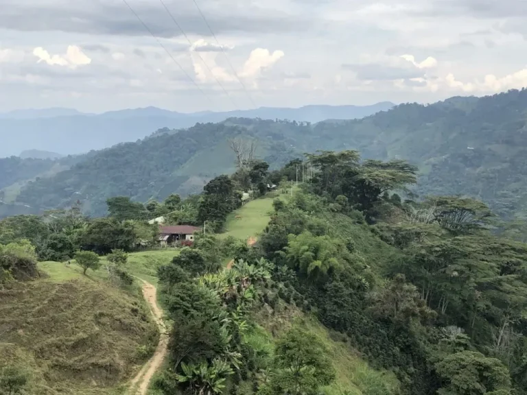 A Columbian Coffee farm