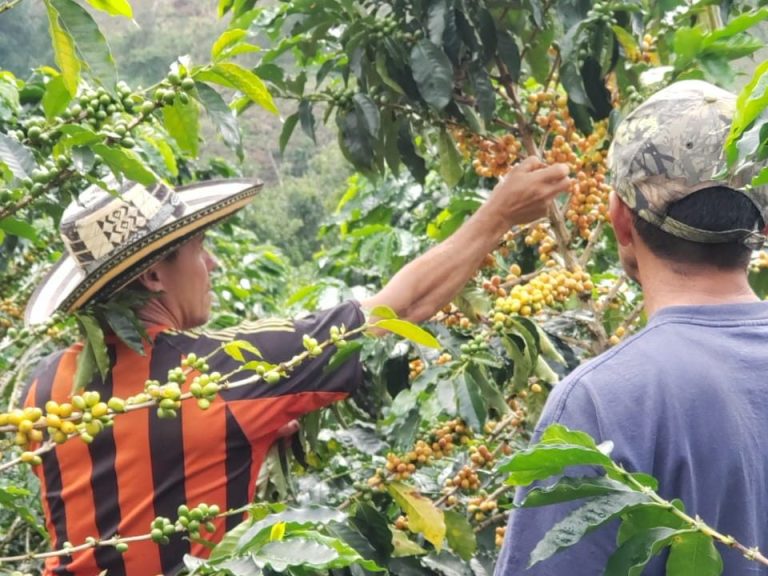 Coffee Beans being harvested by hand